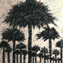 Rain in date palms
